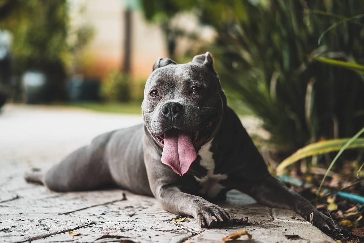 cane a pelo corto e grigio