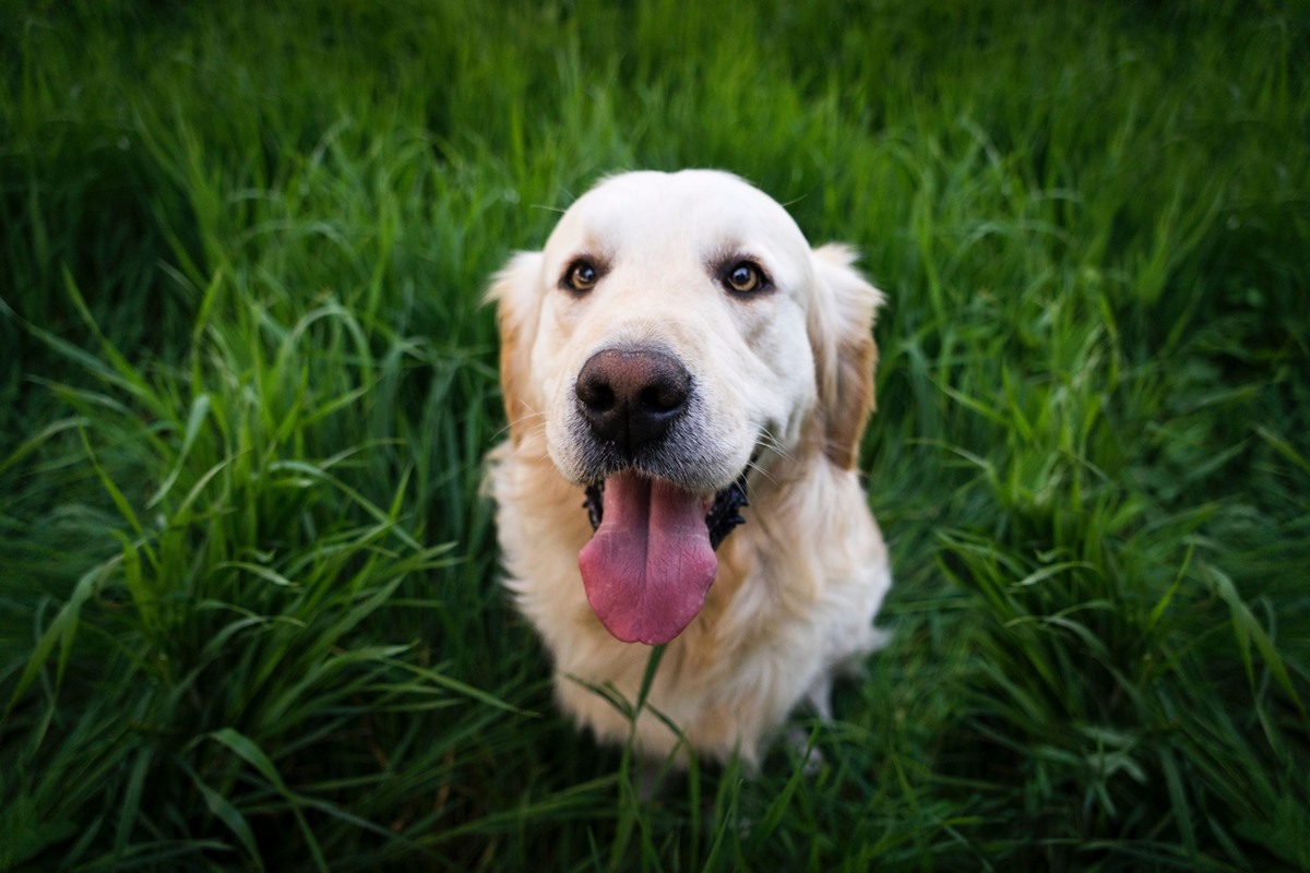 cane in mezzo al prato