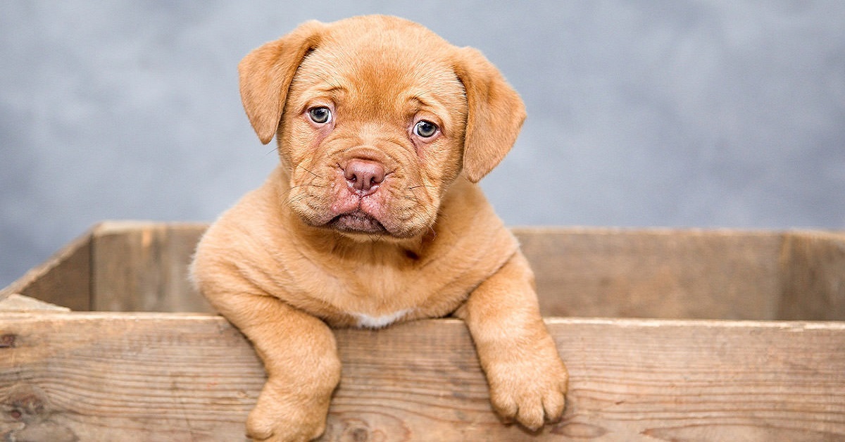 Gastroenterite cucciolo di cane: sintomi, cure e cosa fare