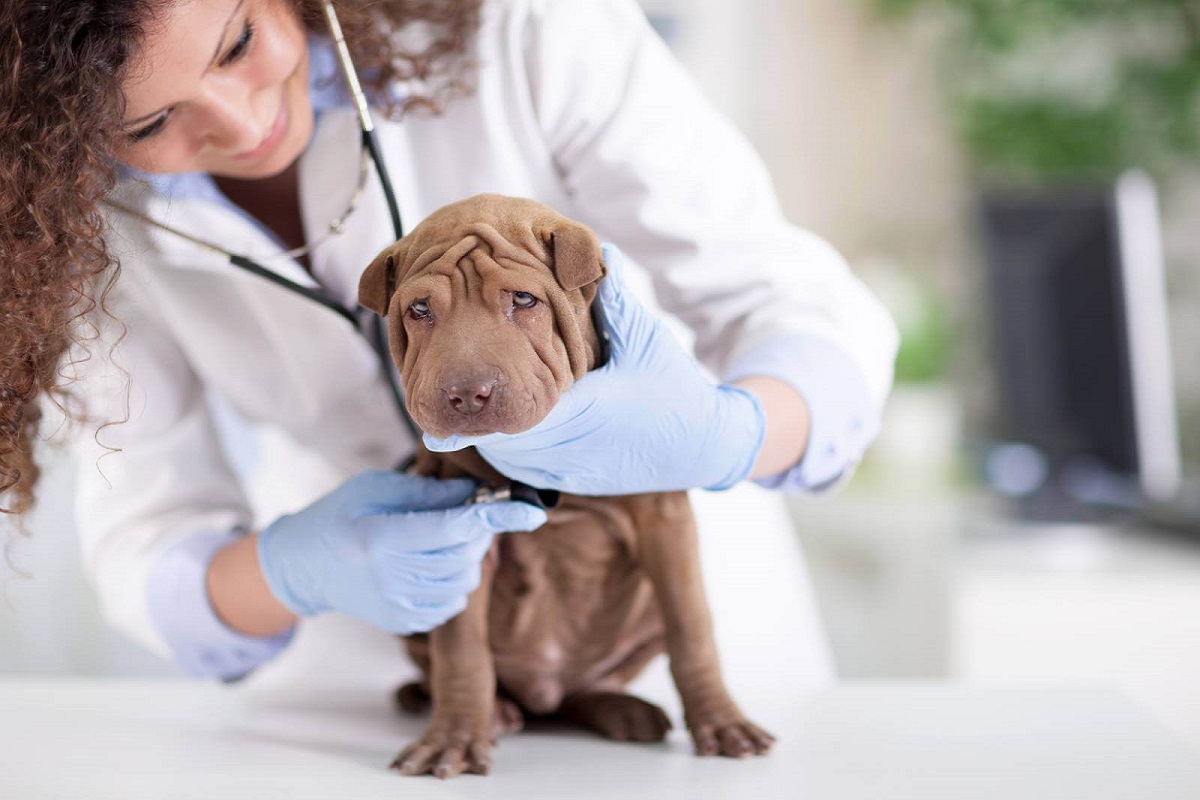 cucciolo di cane dalla veterinaria
