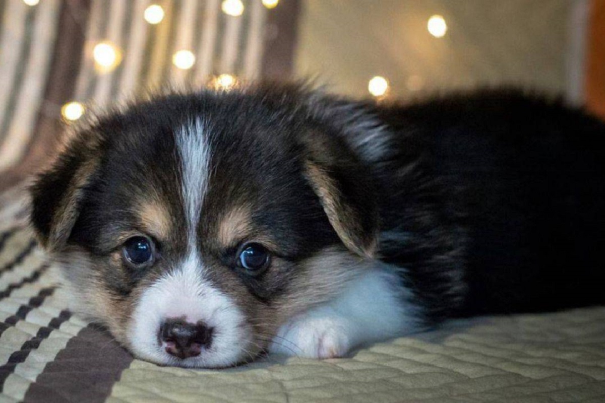 cane giù di morale