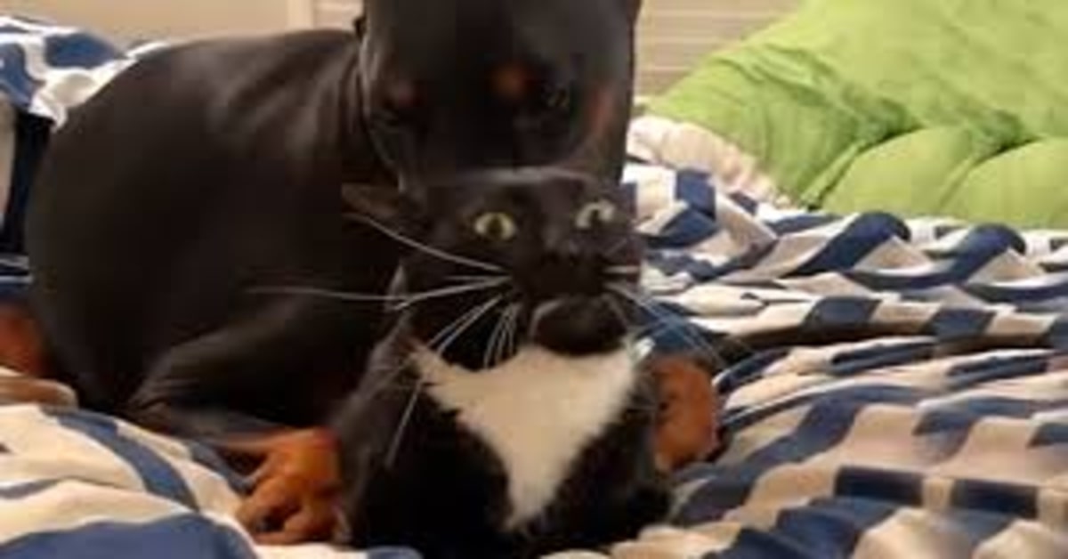 Un gattino mostra la sua pazienza nei confronti di un cucciolo di Dobermann troppo affettuoso  (VIDEO)