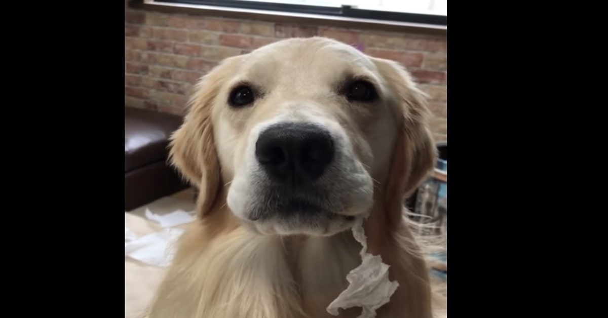 Due dispettosi cuccioli di cane vengono scoperti dopo aver distrutto dei fazzoletti (VIDEO)