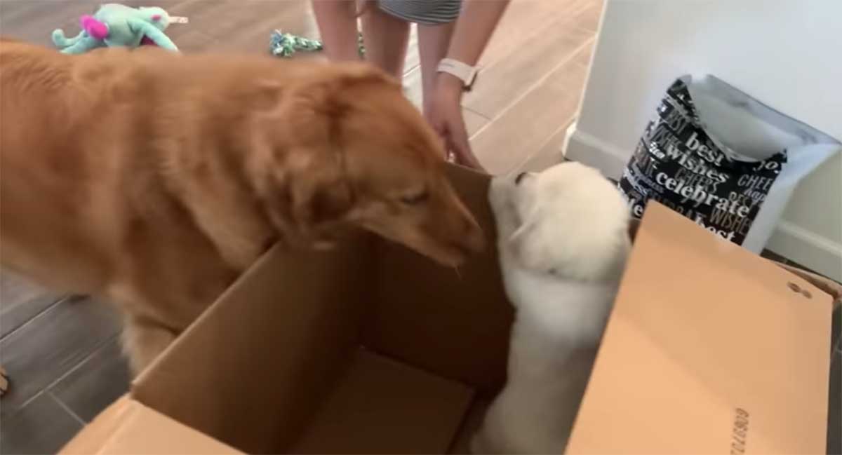 Archie, il Golden Retriever che non riesce a smettere di giocare con il suo nuovo amico cucciolo (VIDEO)