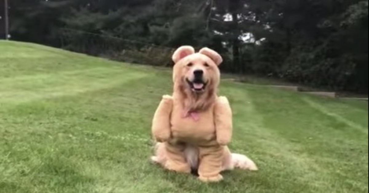 Un cucciolo di Golden Retriever conquista la rete con il suo travestimento da orso (VIDEO)