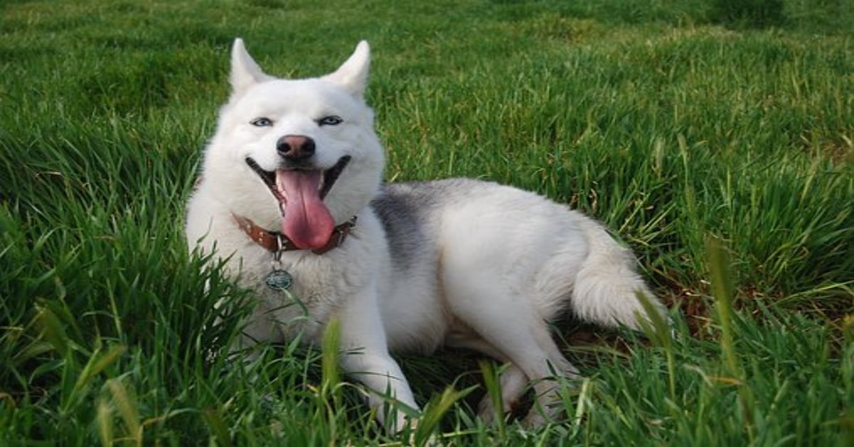 Il cucciolo di Husky riceve un massaggio e reagisce in maniera tenerissima (VIDEO)