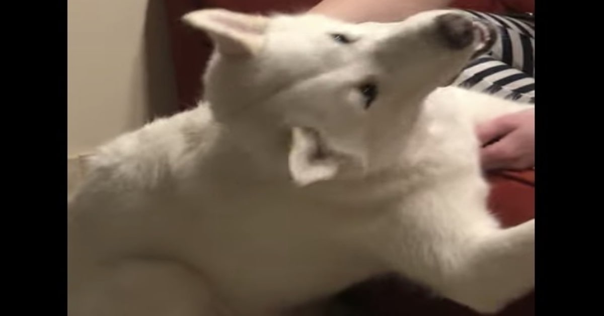 Husky ama i massaggi