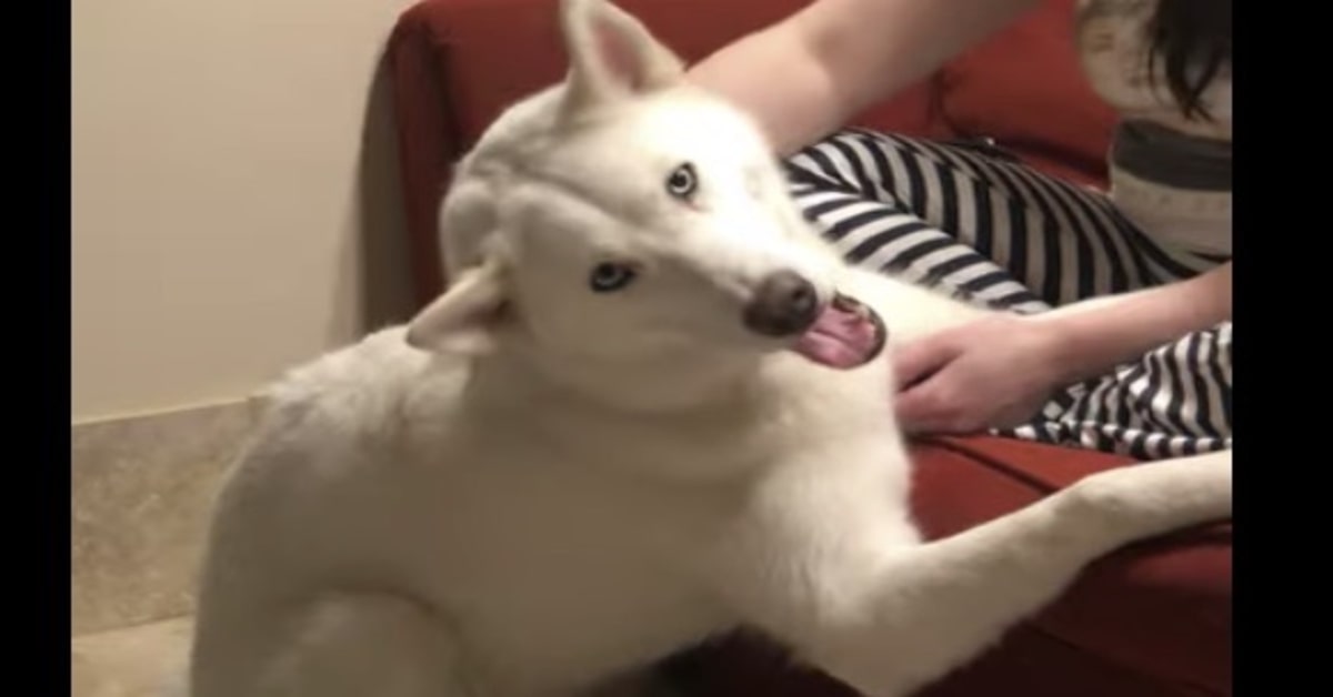 Husky felice si gode il massaggio