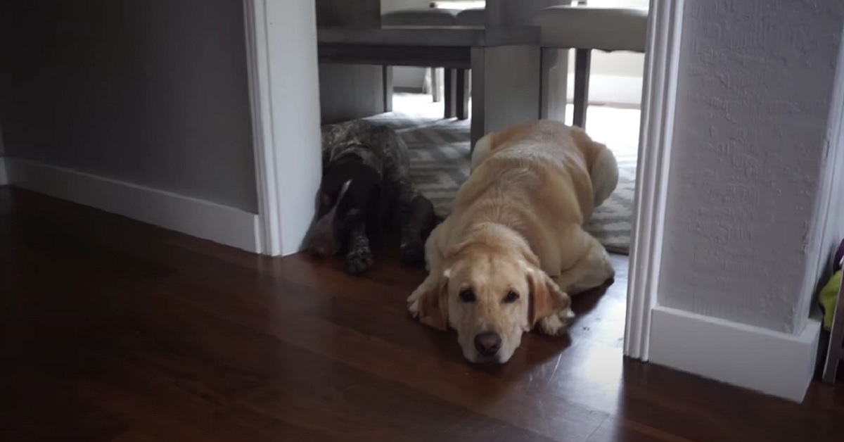 I cuccioli di cane restano soli a casa per fare la “sfida della pancetta”, il risultato in video è imprevedibile