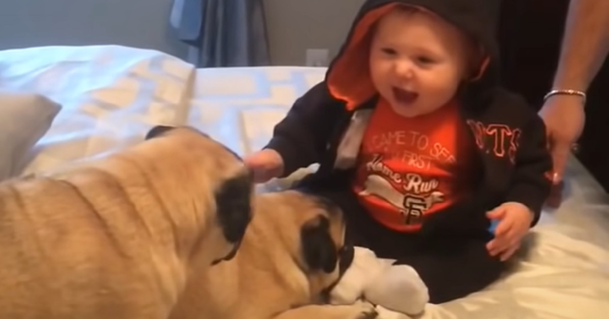 I cuccioli di Carlino si divertono assieme al neonato, i genitori registrano in video una scena irresistibile