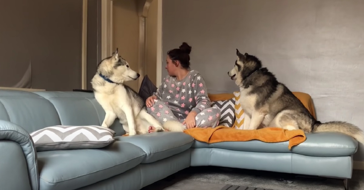 I cuccioli di Husky subiscono lo “scherzo del ladro” in casa, la loro reazione nel video è spiazzante