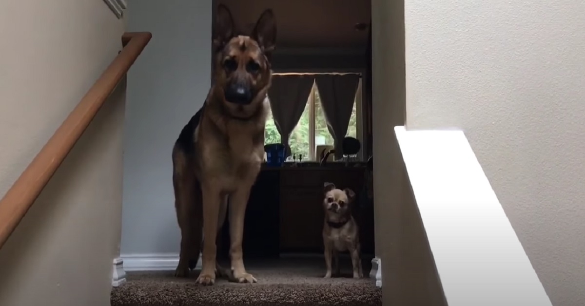 I cuccioli di Pastore Tedesco e Chihuahua aspettano il fratellino, la loro accoglienza in video è stupenda