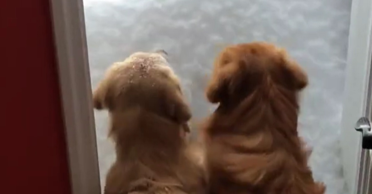 I cuccioli Golden Retriever trovano fuori la porta un “muro” di neve, la loro reazione nel video è imperdibile