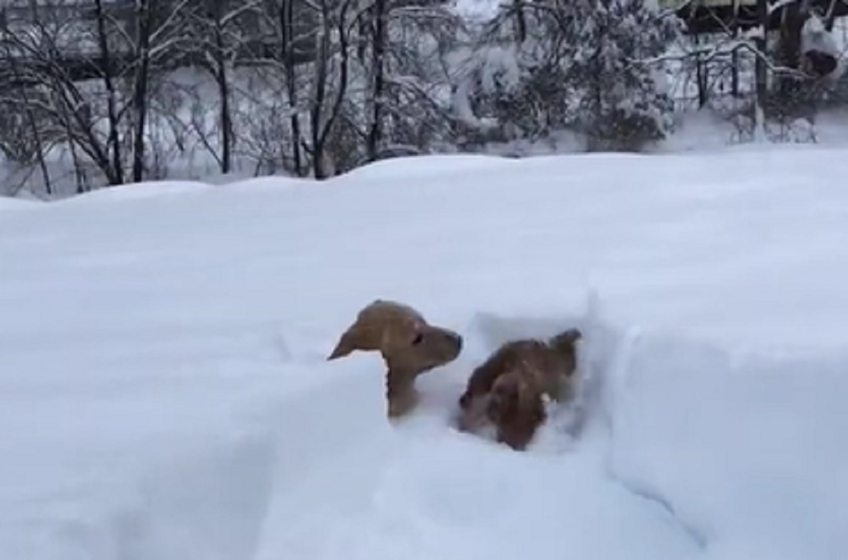 cuccioli attraversare neve