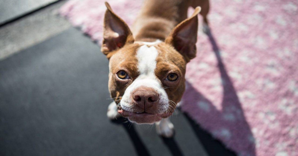 Il cane chi riconosce come padrone e perché?