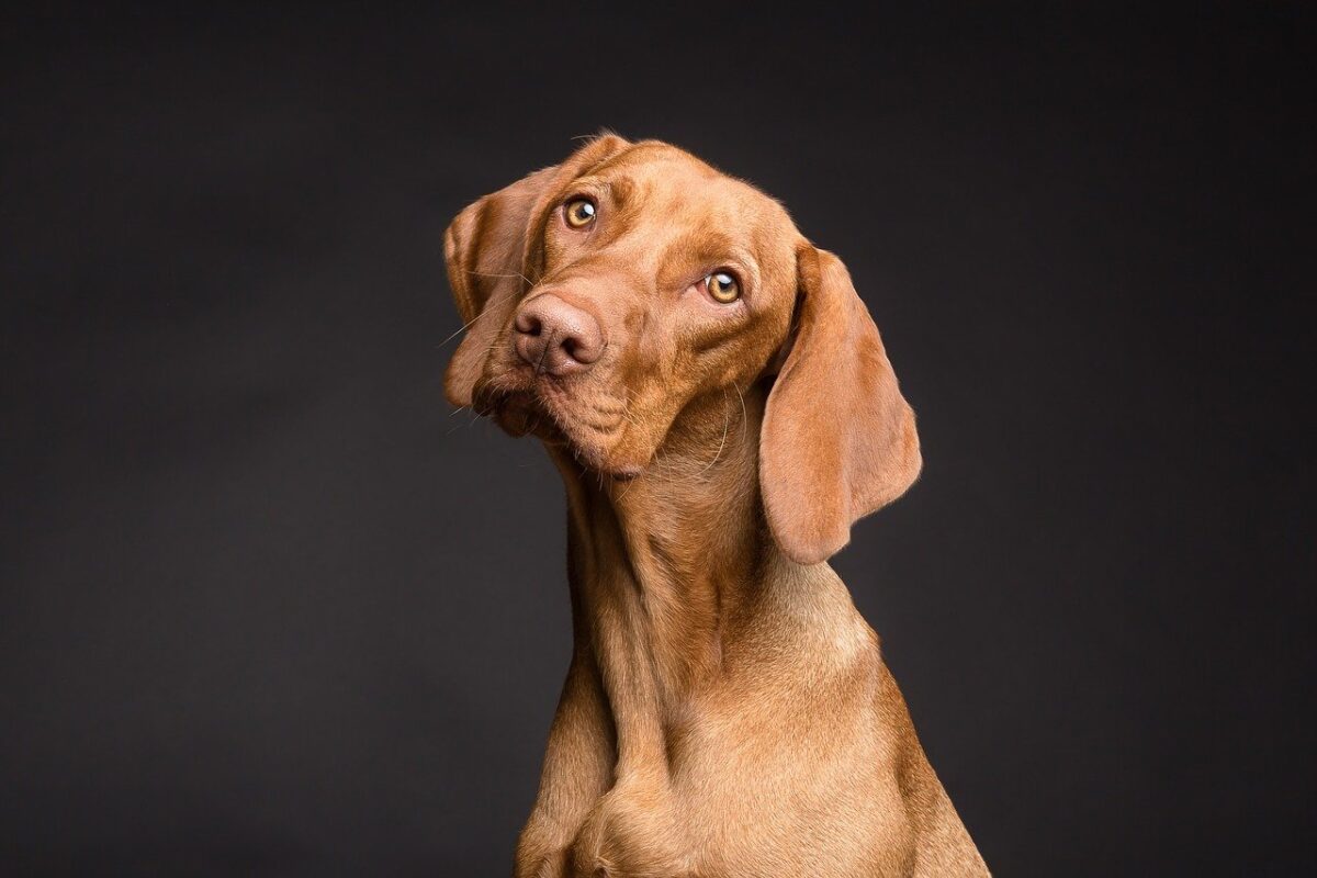 Il cane è empatico o non capisce le nostre emozioni?