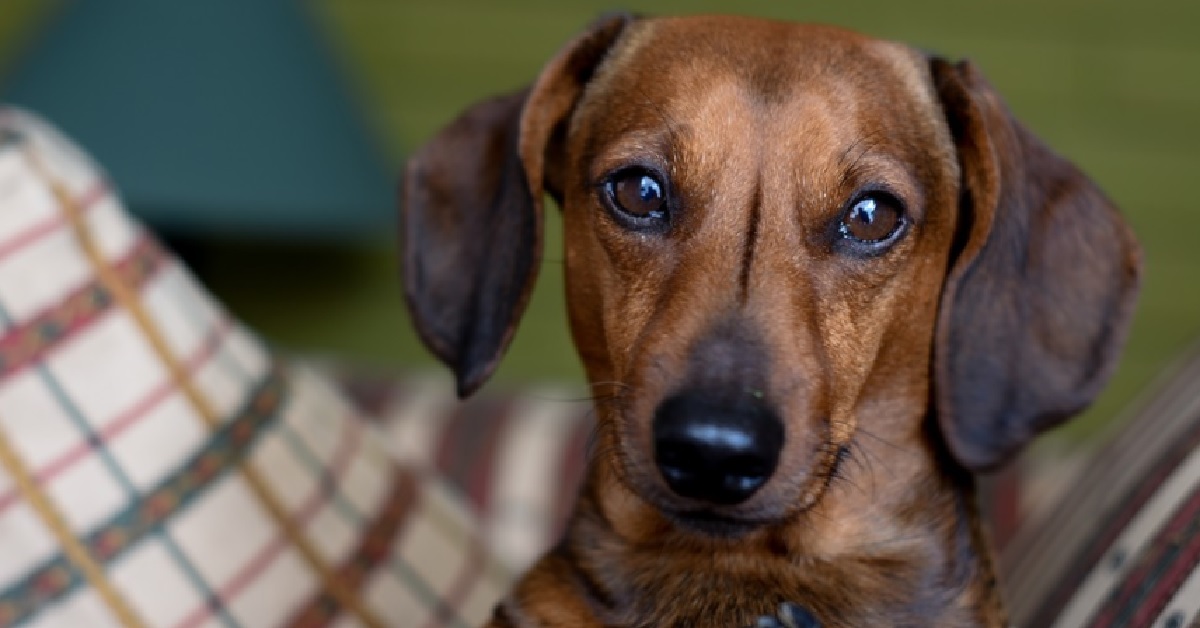 Il cucciolo Bassotto rimane deluso dopo aver portato il gioco sul divano, dal video capiamo il perché