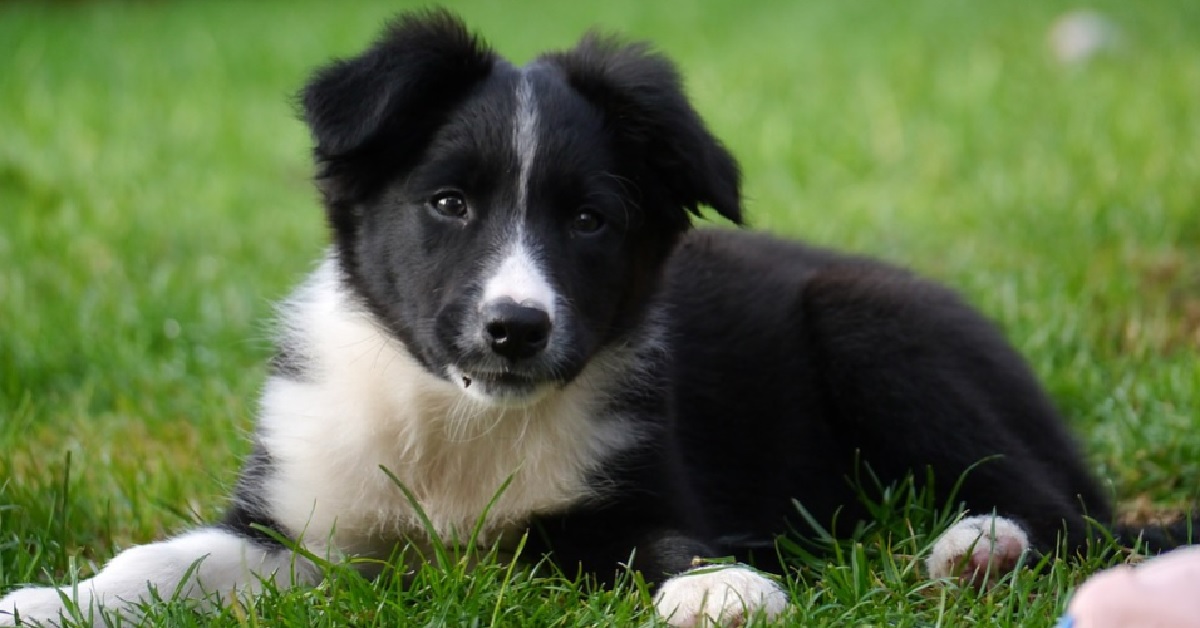 Il cucciolo Border Collie cerca di attirare l’attenzione durante il video leccando la finestra