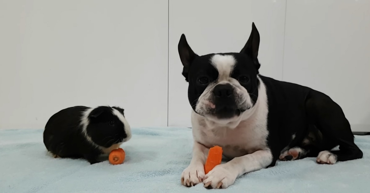 Il cucciolo Boston Terrier condivide un legame speciale con un porcellino d’india, nel video la loro amicizia