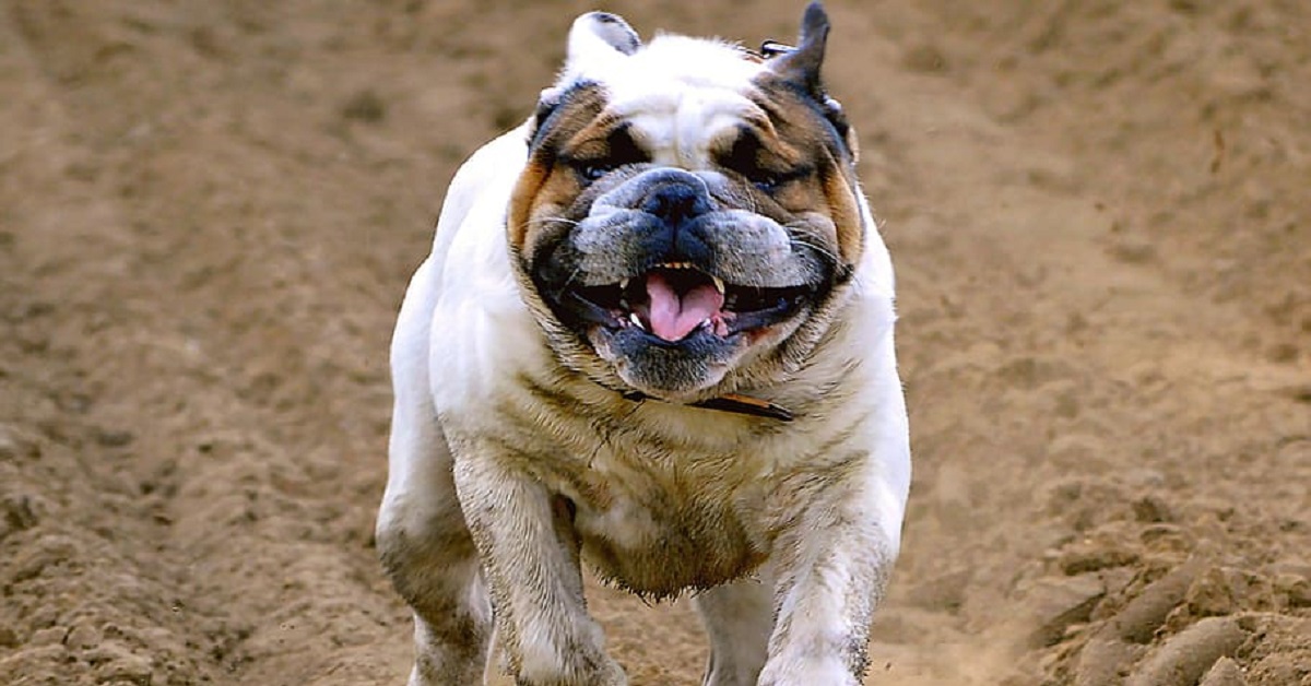 Il cucciolo Bulldog Inglese insegue uno scoiattolo in fuga, un buffo imprevisto però lo aspetta in video