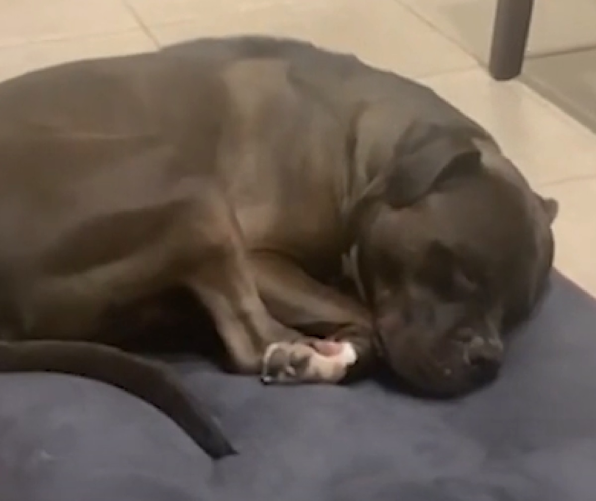 thor cucciolo bully modo peculiare dormire