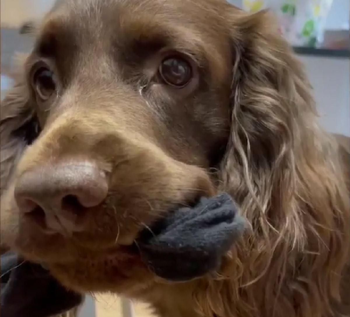 harvey cocker spaniel ladro di calzini metodo furtivo