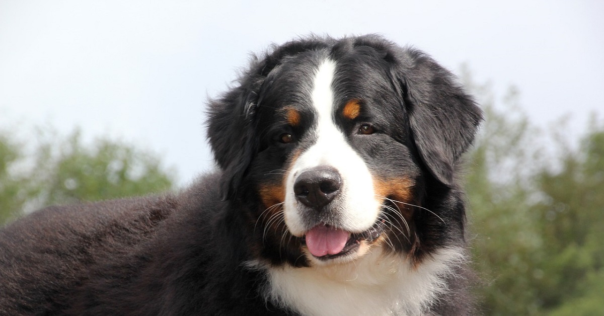 Il cucciolo di Bovaro del Bernese è alle prese con la carta scoppiettante, la sua reazione in video è unica