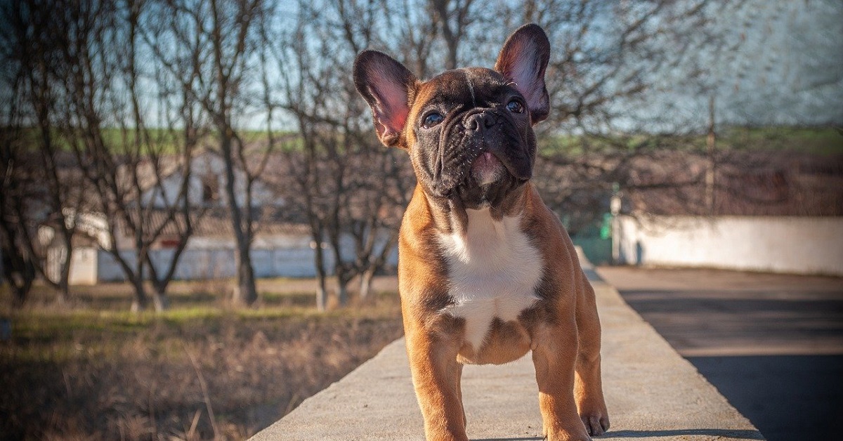 Il cucciolo di Bulldog Francese “interrompe” il matrimonio, ecco l’assurdo motivo nel video