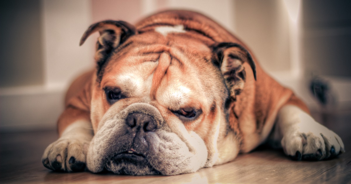 Il cucciolo di Bulldog Inglese non vuole andare a spasso e tenta nel video un metodo esilarante