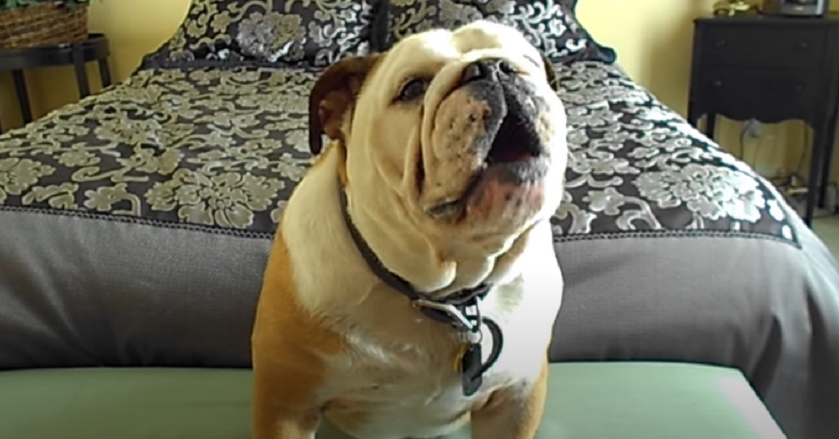 Il cucciolo di Bulldog Inglese prova a parlare con la mamma, tutta l’incredibile scena in video