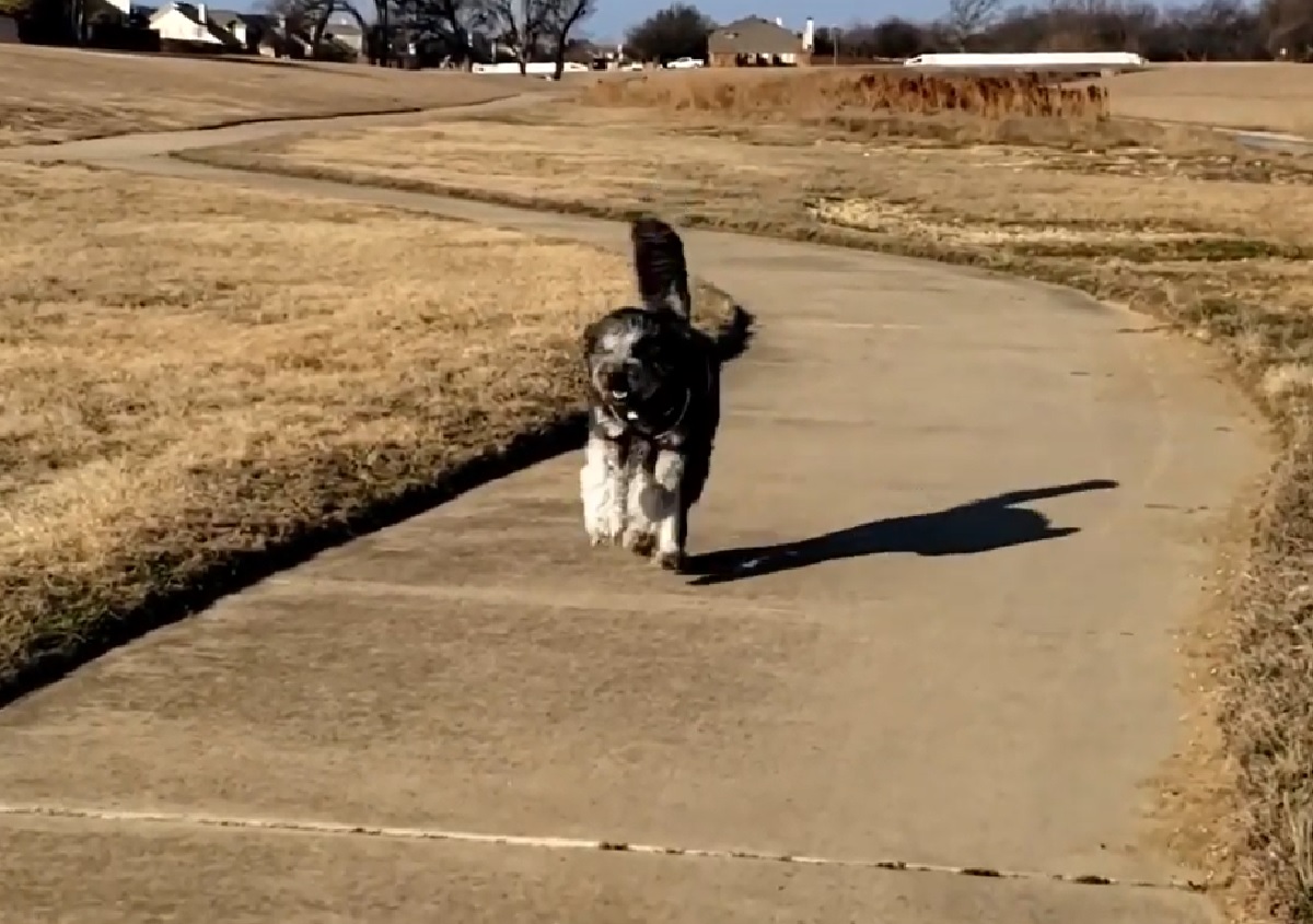 saki cucciolo cane corre continuazione