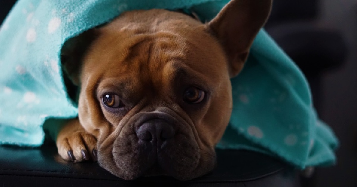 Il cucciolo di cane cerca di entrare nella manica di mamma, nel video capiamo in che modo