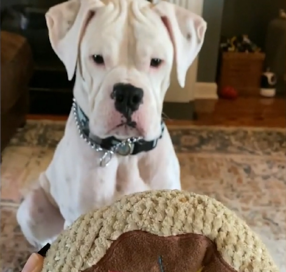 louie cucciolo cane scopre una cosa sensazionale