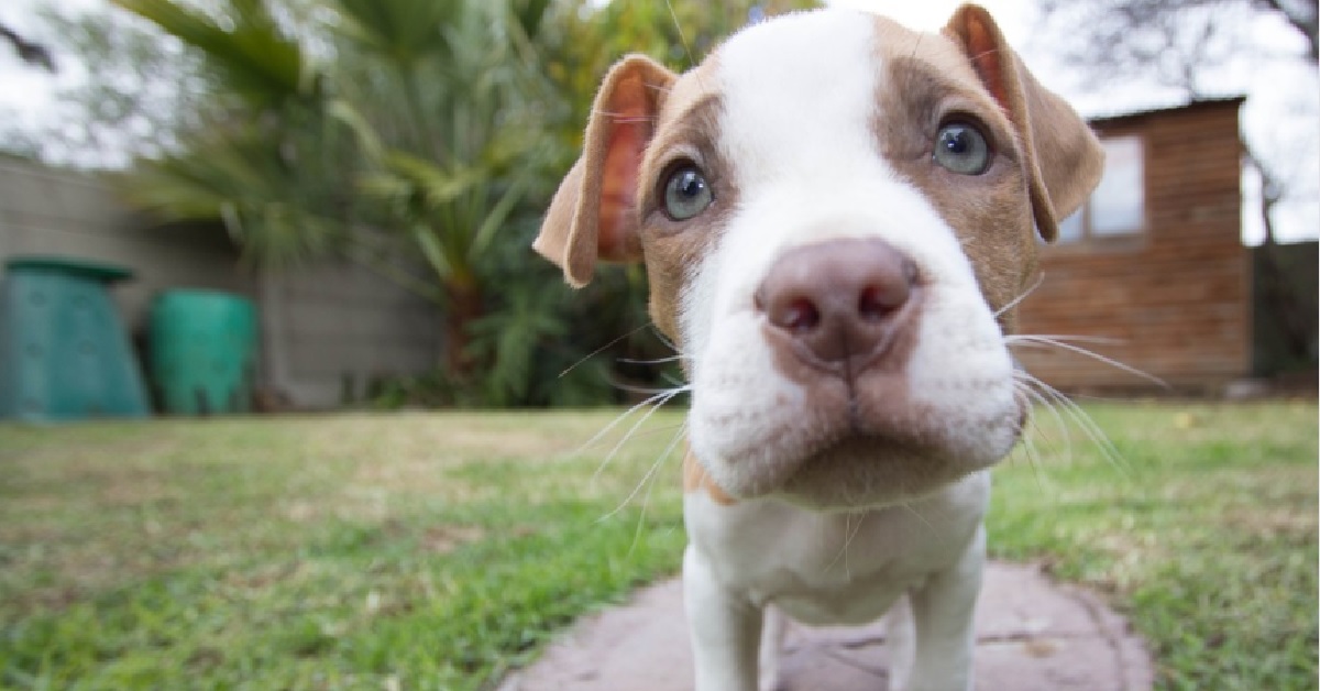 Il cucciolo di cane da di matto quando scopre il “segreto” della ciambella, il video vi sorprenderà