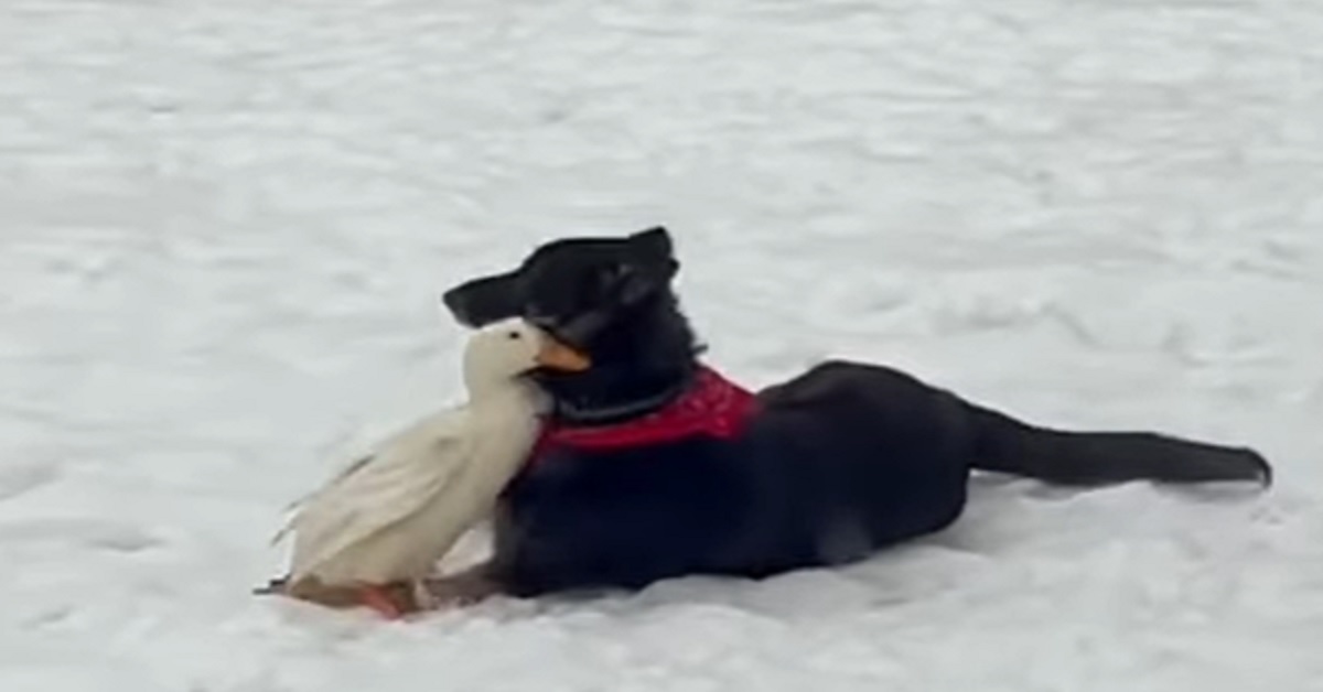 Il cucciolo di cane e l’anatra hanno un rapporto d’amicizia straordinario, il video vi scalderà il cuore