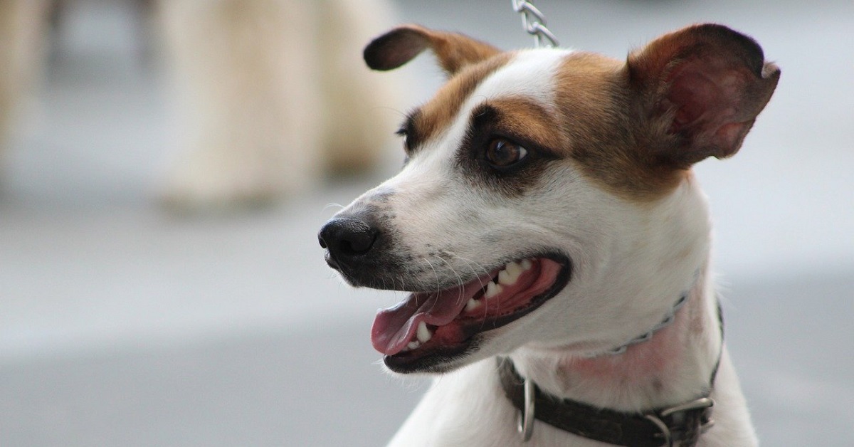 Il cucciolo di cane è un vero e proprio asso nel giocare a nascondino, il video è straordinario