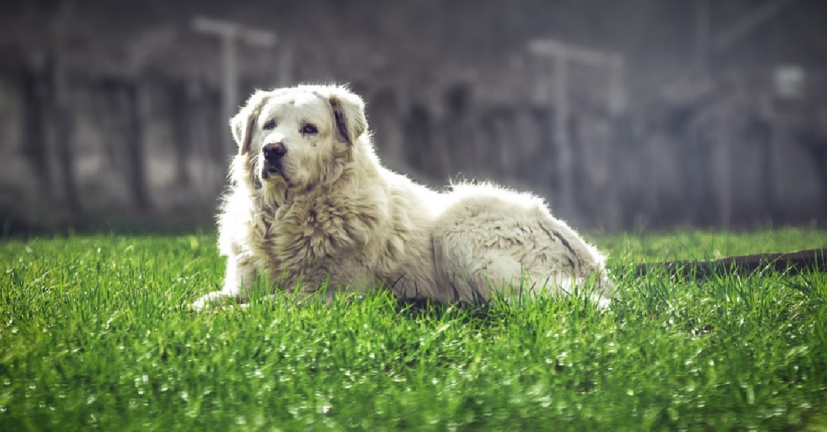 Il cucciolo di cane ha l’abitudine di indicare gli altri animali, il video stupisce la rete