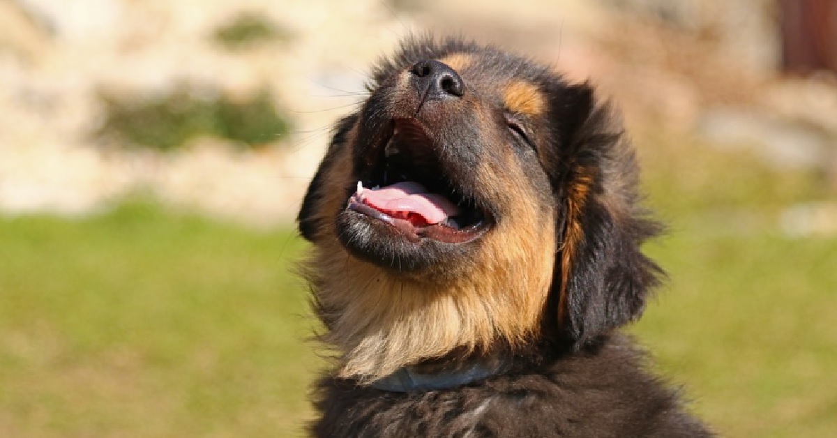 Il cucciolo di cane Jacky eredita le terre del proprietario, il motivo è sorprendente