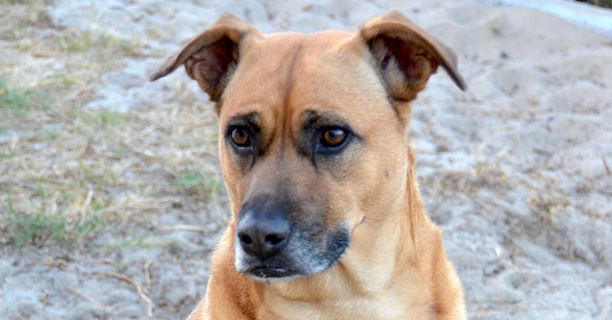 Il cucciolo di cane non vuole che la sua mamma usi l’asciugacapelli, la sua buffa reazione in video