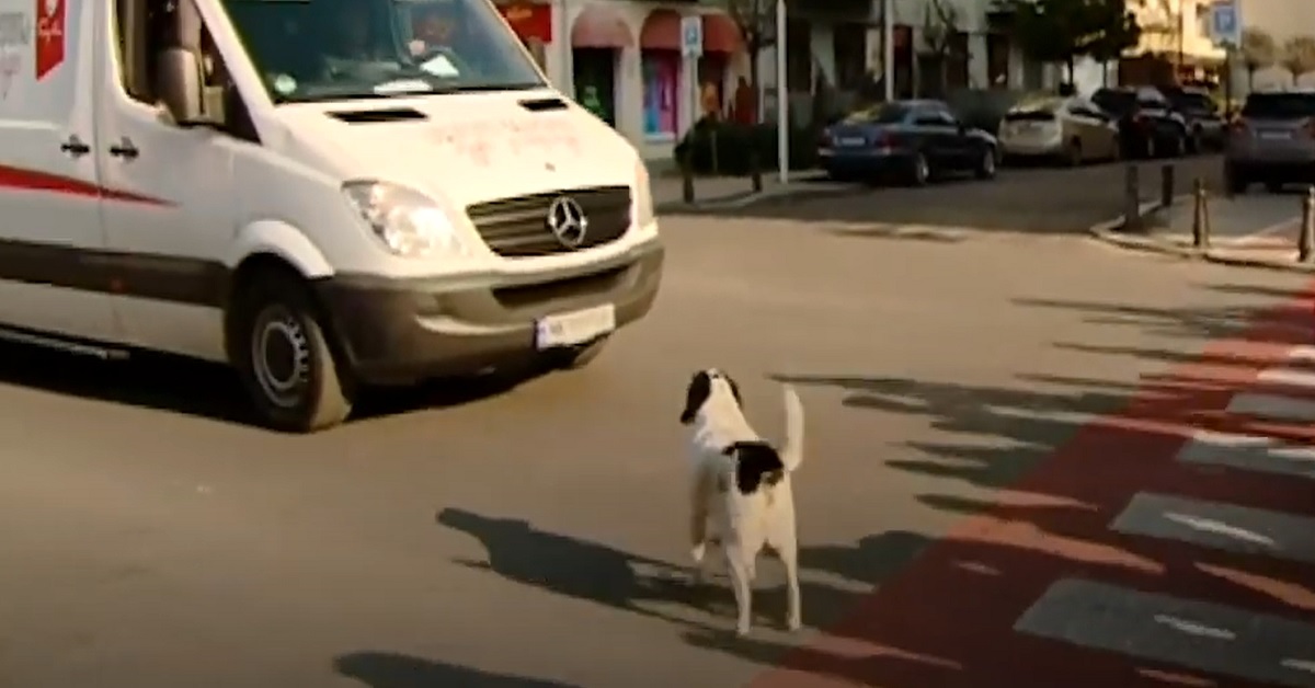 Il cucciolo di cane si mette a bloccare il traffico, il motivo del gesto nel video vi farà commuovere