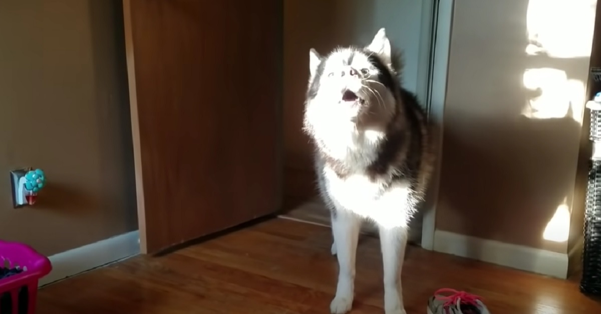 Il cucciolo di Husky discute con la mamma su chi abbia rubato la scarpa, il video è imperdibile