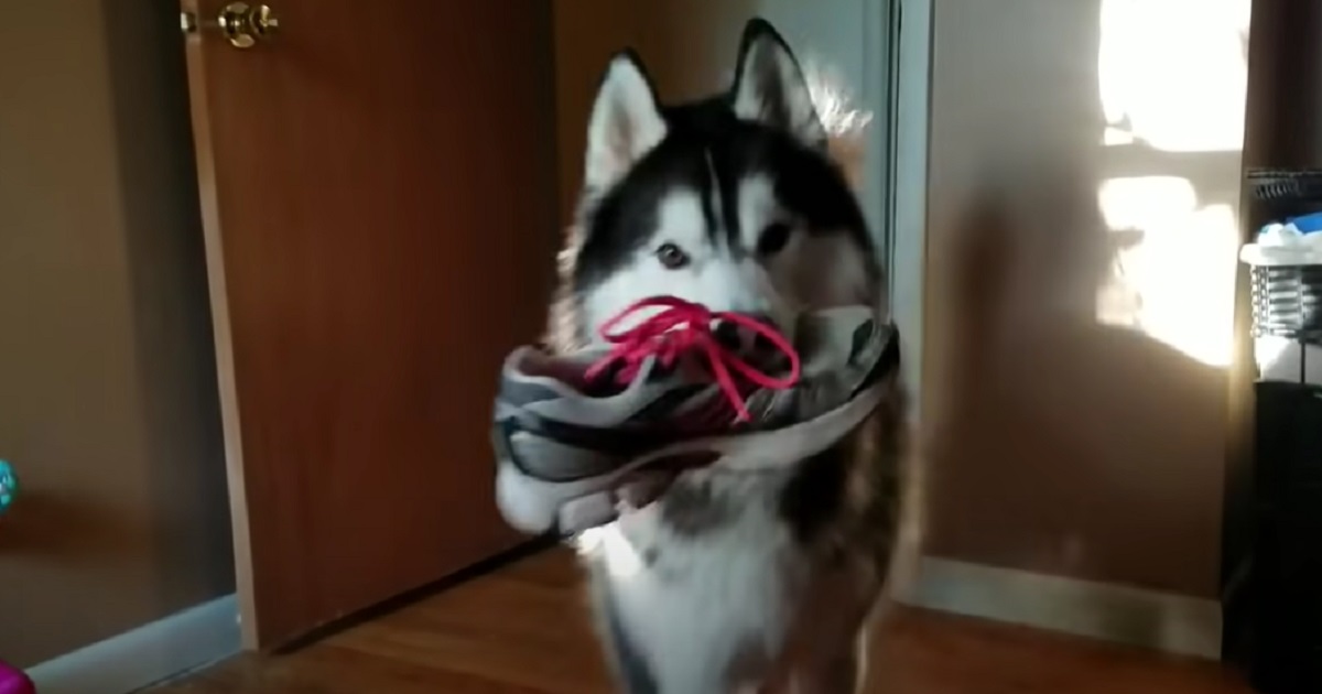 scarpa cucciolo husky