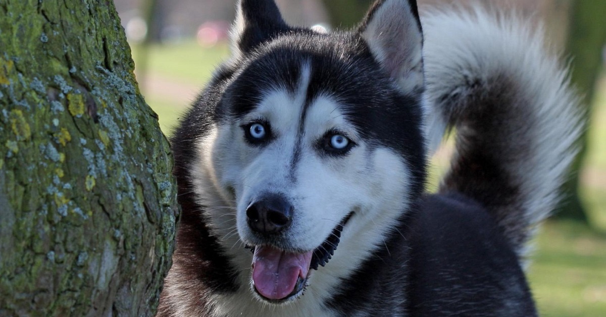 Il cucciolo di Husky prova ad avvisare la sua amica per dirgli che è nei guai, il video è da ridere a crepapelle