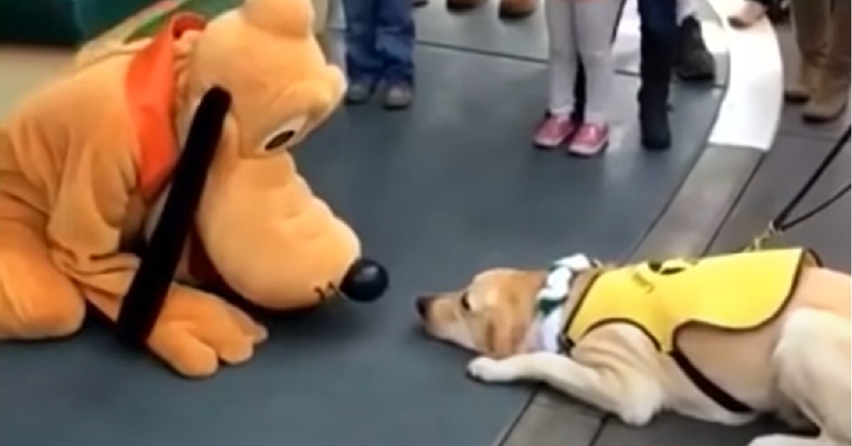 Il cucciolo di Labrador incontra il famoso cagnolino Pluto, la sua reazione in video è fantastica
