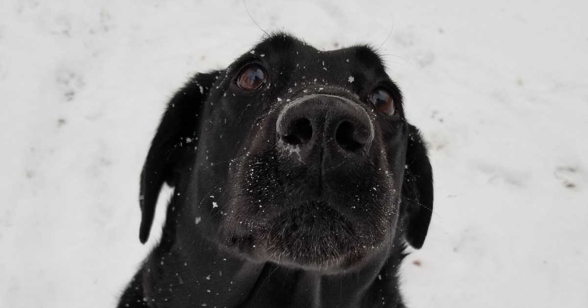 Il cucciolo di Labrador “insegna” al fratellino come spalare la neve, il video è letteralmente irresistibile