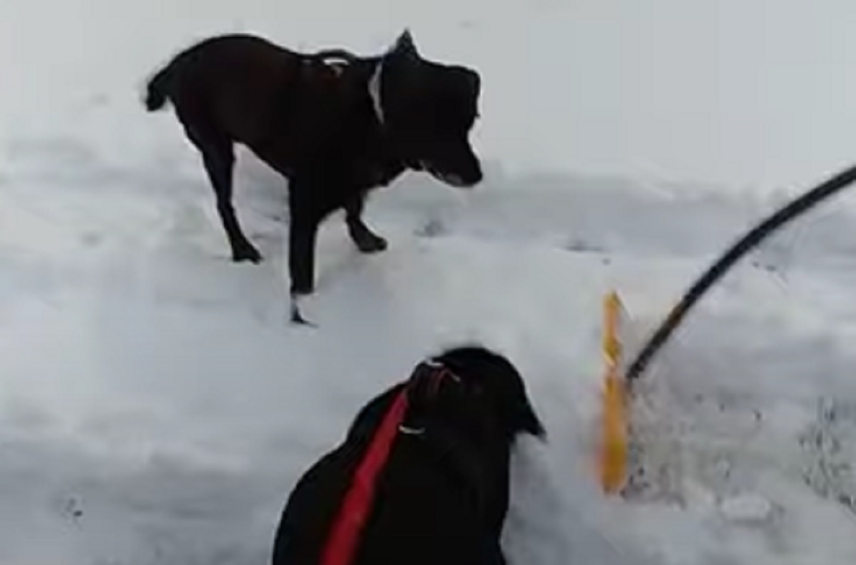 aiuta neve cucciolo