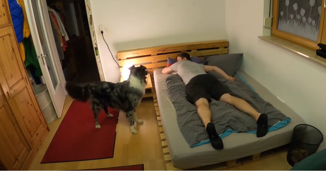 Il cucciolo di Pastore Australiano aiuta il papà stanco a mettersi a letto, il video è qualcosa di meraviglioso