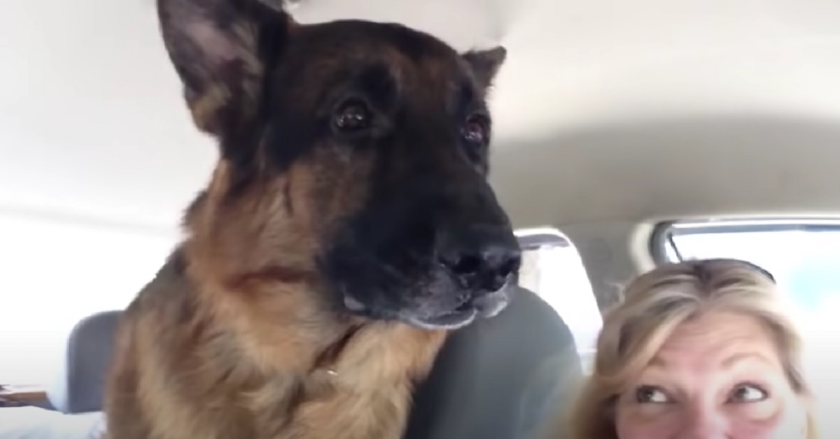 Il cucciolo di Pastore Tedesco capisce che sta per andare dal veterinario, la sua reazione in video è esilarante
