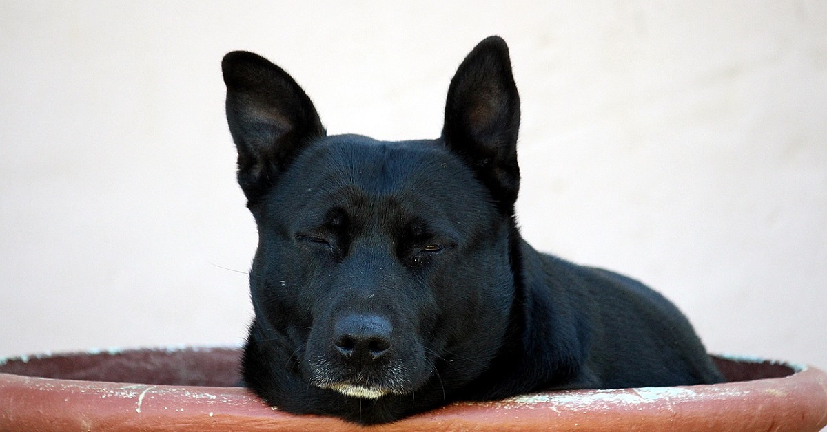 Il cucciolo di Pitbull dorme beatamente sul letto quando, ad un tratto, nel video succede l’imprevedibile