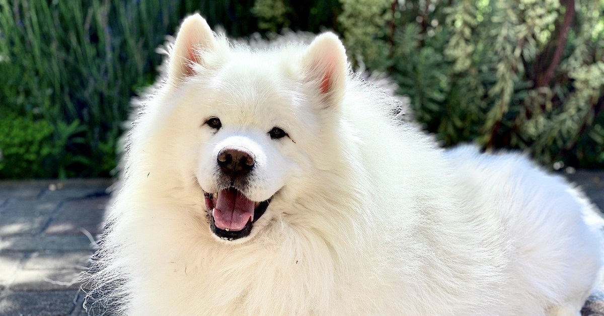 Il cucciolo di Samoiedo è l’aiutante perfetto di casa, le sue abilità nel video vi lasceranno a bocca aperta